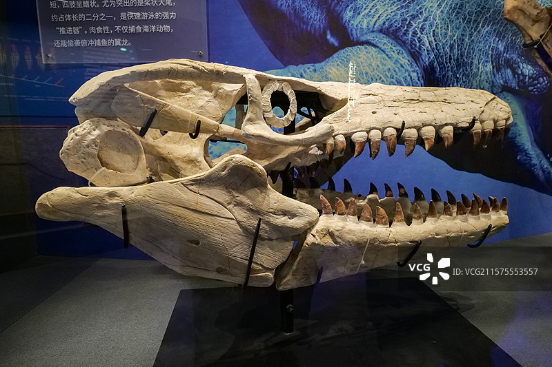 残暴海巨龙（头骨） 白垩纪 摩洛哥产 国家自然博物馆古爬行动物厅图片素材