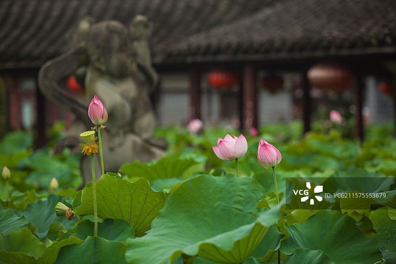 公园古建筑宁静生长季节夏天粉色荷花盛开荷叶荷园观赏花卉荷塘藕田莲花乡村生态环境优雅旅游图片素材