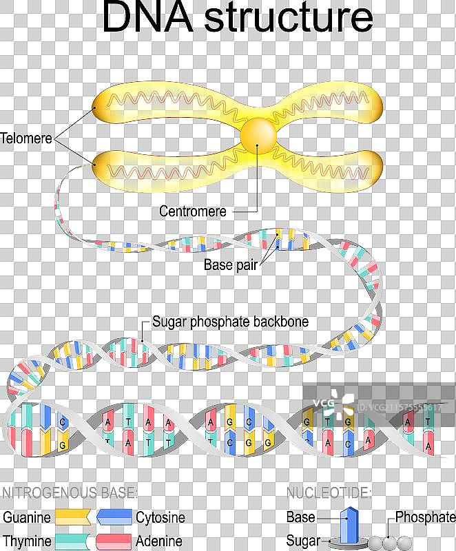 染色体的DNA结构特写图片素材