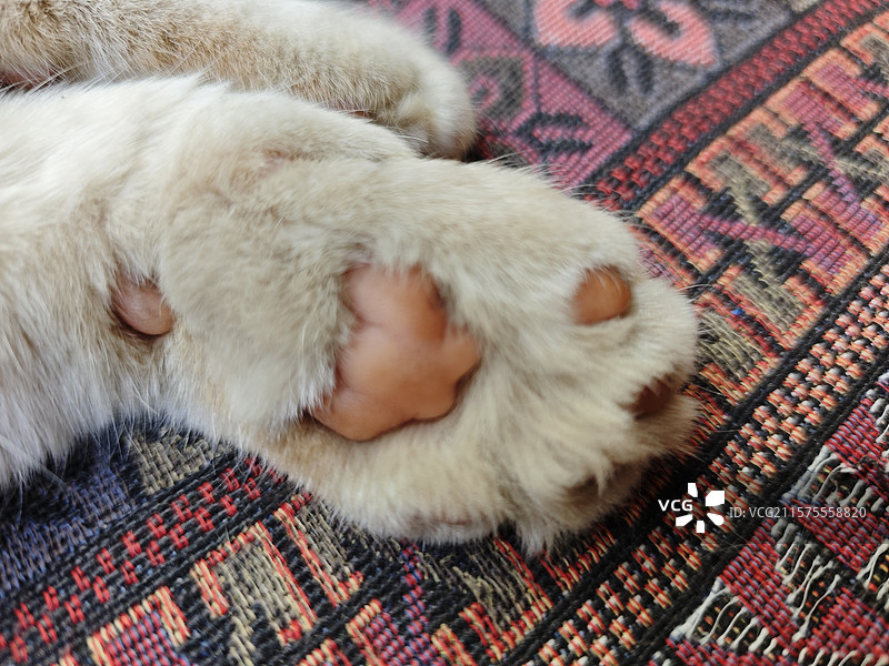 猫咪肉肉的爪子图片素材