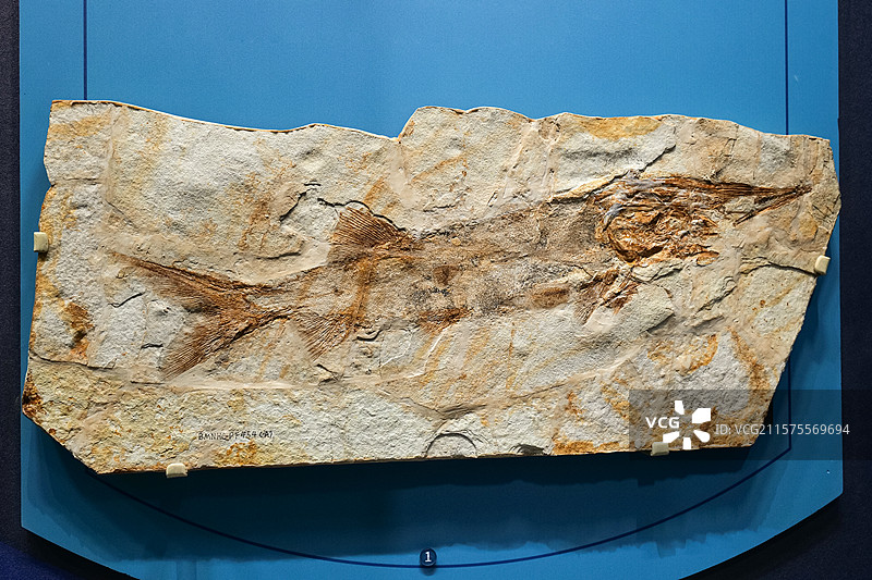 刘氏原白鲟（辐鳍鱼类） 早白垩世时代 辽宁凌源产 国家自然博物馆古爬行动物厅图片素材