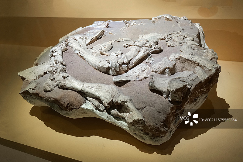 三趾马动物群化石埋藏（大唇犀等） 晚中新世 甘肃省和政县产 国家自然博物馆古哺乳动物展厅图片素材