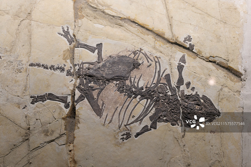 奇异辽宁龙化石，鸟臀类恐龙，辽宁朝阳，早白垩世，恐龙化石标本，龙吟九州·中国恐龙大展，上海自然博物馆图片素材