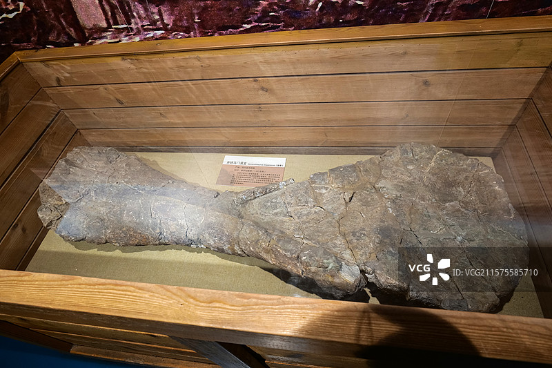 井研马门溪龙（肱骨） 侏罗纪晚期 四川省井研县产 国家自然博物馆恐龙公园厅图片素材