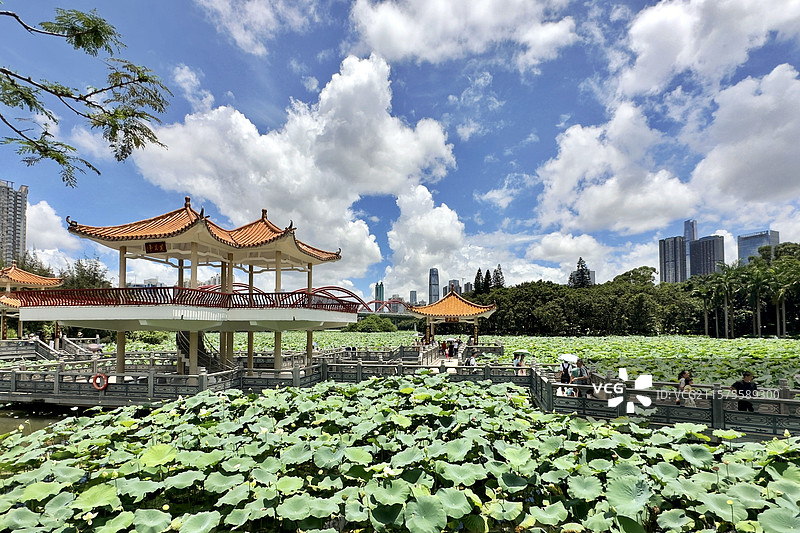 深圳洪湖公园图片素材