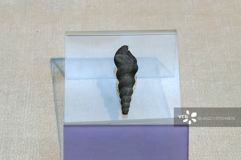 链房螺 石炭纪时代 贵州产 国家自然博物馆无脊椎动物展厅图片素材
