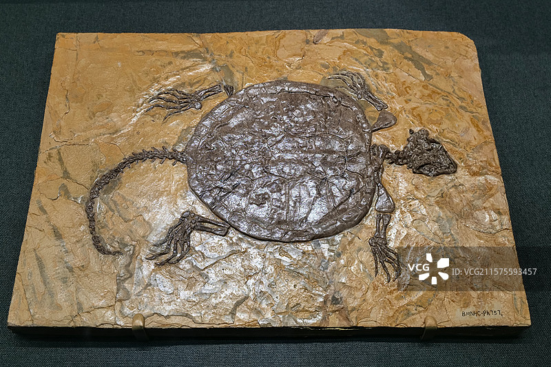 满洲龟 早白垩世时代 辽宁省义县产 国家自然博物馆古爬行动物厅图片素材