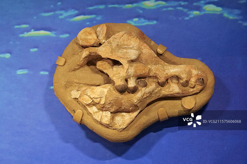 球齿龙头骨（沧龙类） 白垩纪时代 摩洛哥产 国家自然博物馆古爬行动物厅图片素材