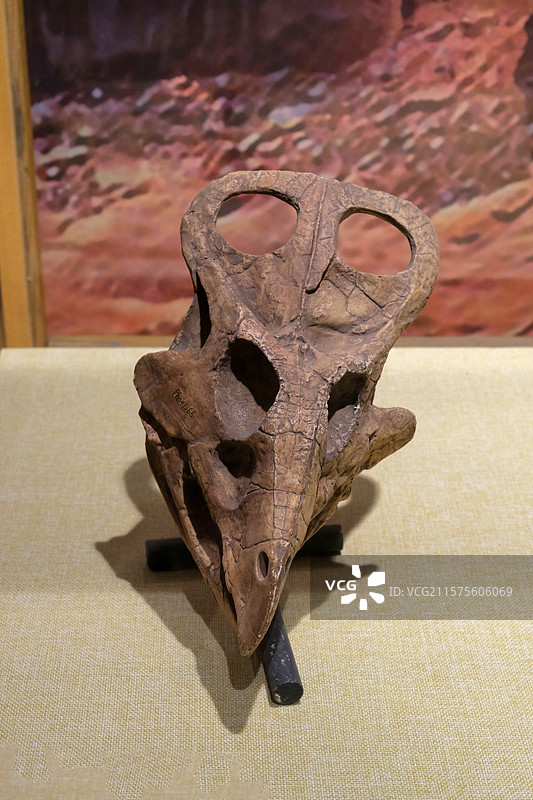 原角龙头骨（化石模型) 晚白垩世时代 内蒙古二连产 国家自然博物馆恐龙公园厅图片素材
