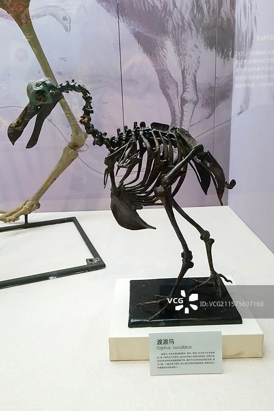 渡渡鸟 国家自然博物馆图片素材