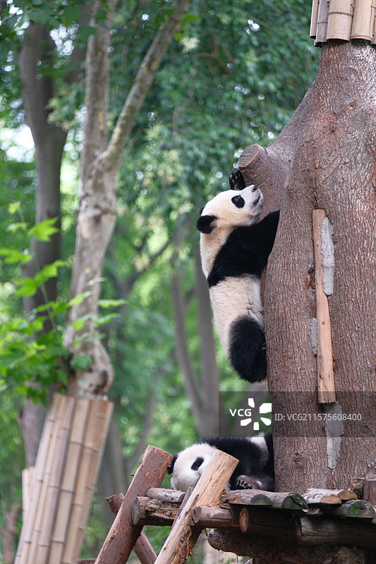 可爱的小熊猫图片素材