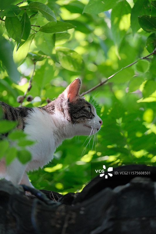 屋顶上的三花猫图片素材