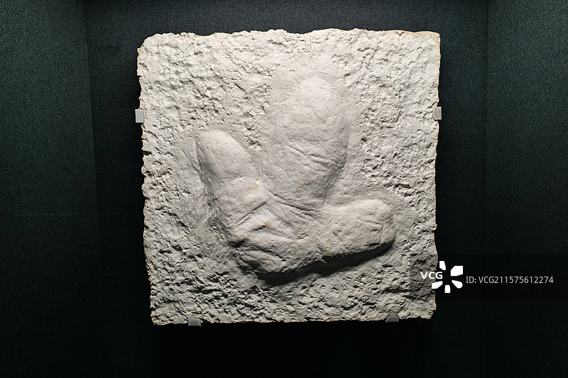 杨氏中国足迹（模型） 晚侏罗世时代 陕西神木产 国家自然博物馆古爬行动物厅图片素材