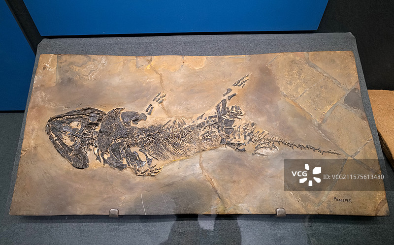 硬鳄（两栖类） 二叠纪时代 德国产 国家自然博物馆古爬行动物厅图片素材