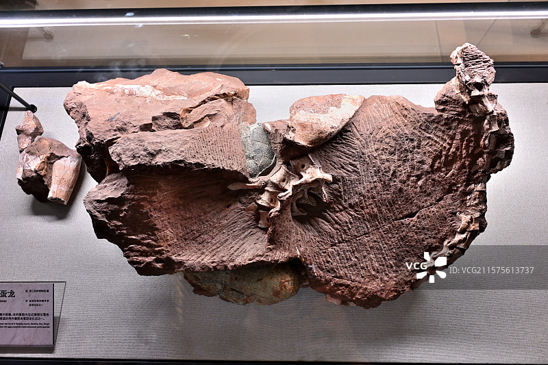 腹腔含蛋窃蛋龙，江西南康，晚白垩世，恐龙化石标本，龙吟九州·中国恐龙大展，上海自然博物馆图片素材