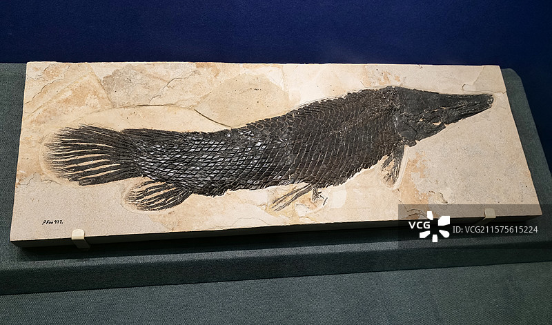 西部雀鳝（辐鳍鱼类） 始新世时代 美国怀俄明州产 国家自然博物馆古爬行动物厅图片素材
