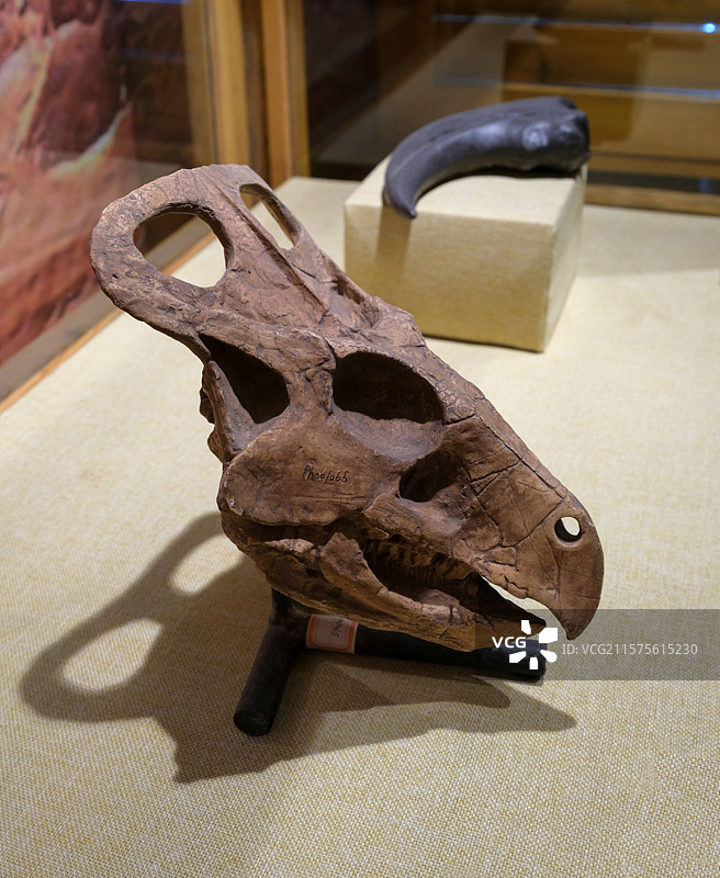 原角龙头骨（化石模型) 晚白垩世时代 内蒙古二连产 国家自然博物馆恐龙公园厅图片素材