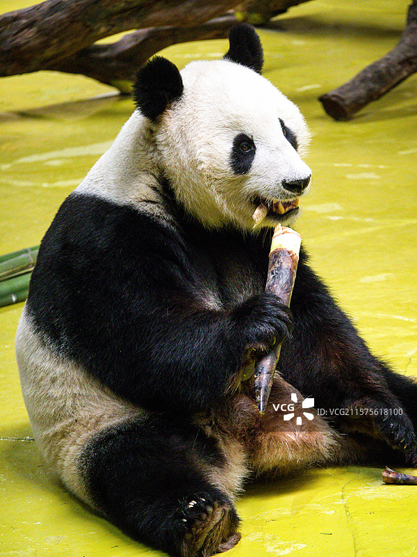可爱坐姿吃笋的大熊猫图片素材