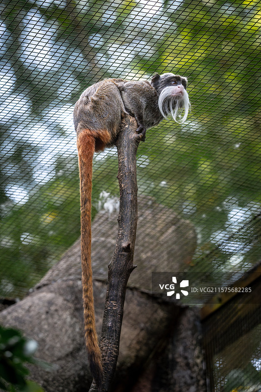 新加坡动物园皇柽柳猴图片素材
