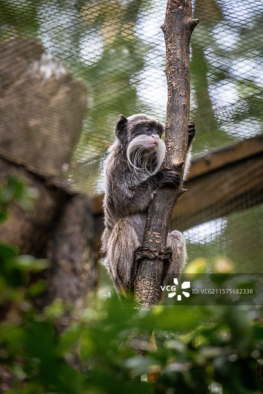 新加坡动物园皇柽柳猴图片素材