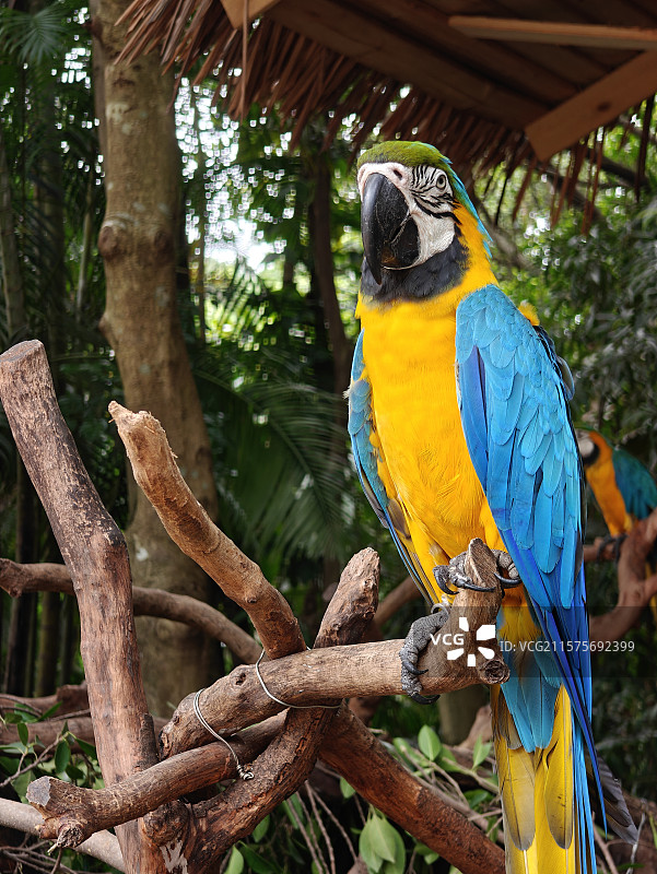 广州长隆野生动物世界-琉璃金刚鹦鹉图片素材