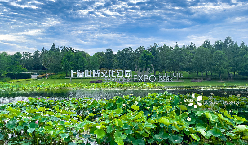 上海世博文化公园东门舞动广场夏天荷塘荷叶荷花图片素材