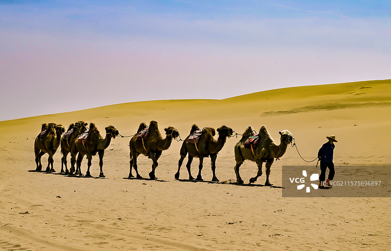 沙漠之舟图片素材