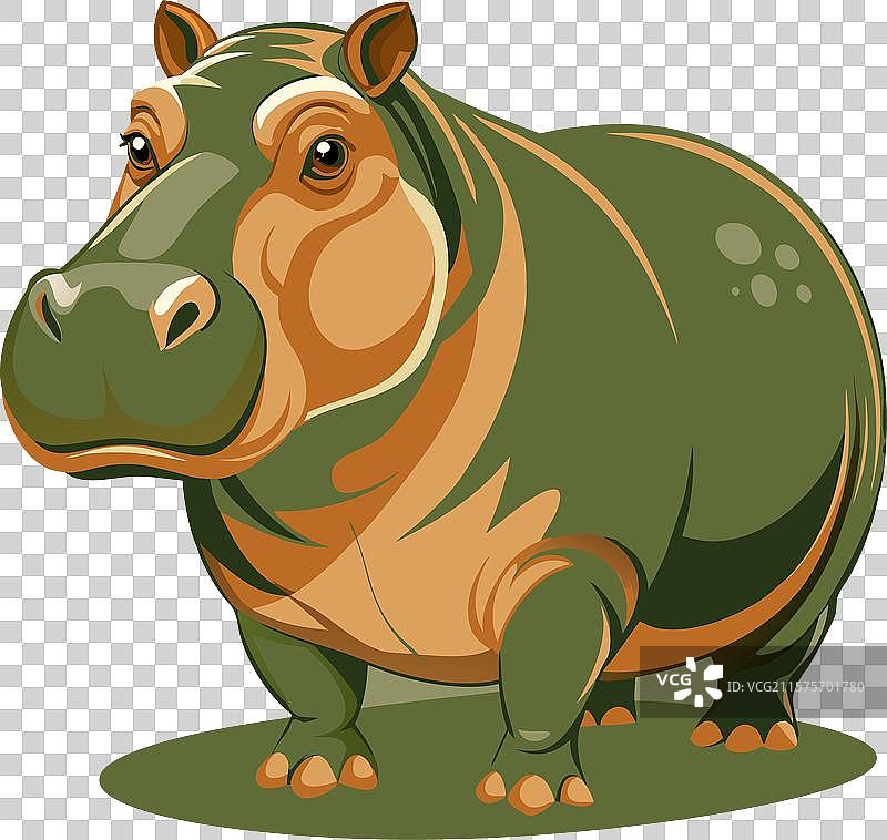 河马全身像图片素材