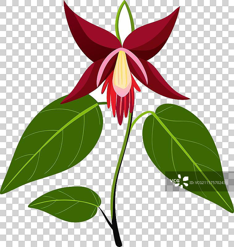 逼真的淫羊藿花图片素材