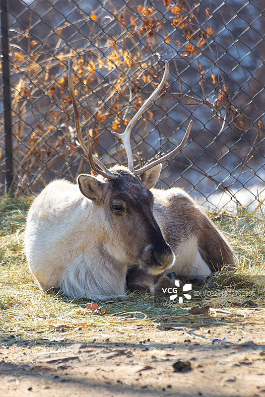 长春动植物园驯鹿图片素材