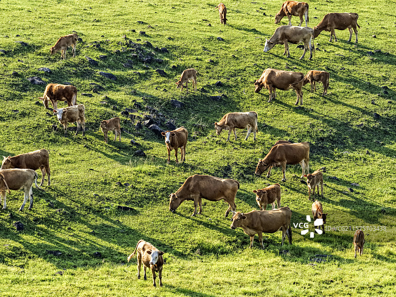 春季晴天，无人机航拍东北草原牧场上成群的黄牛。图片素材