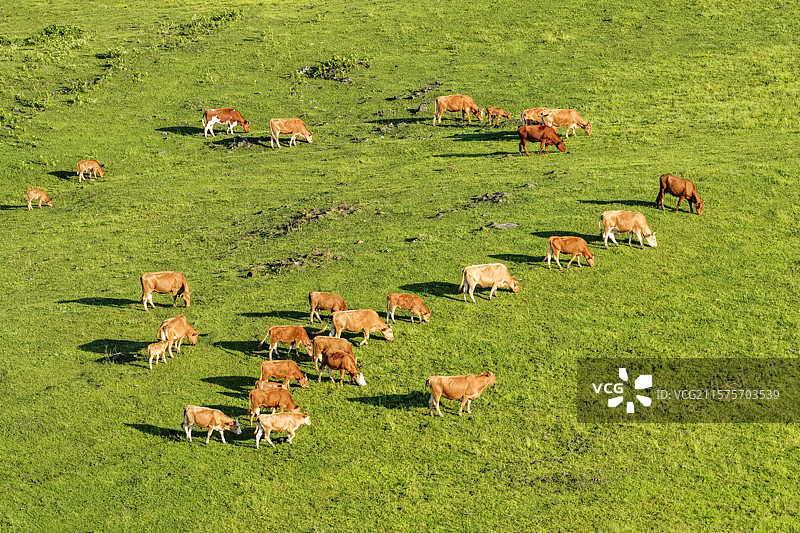 春季晴天，无人机航拍东北草原牧场上成群的黄牛。图片素材