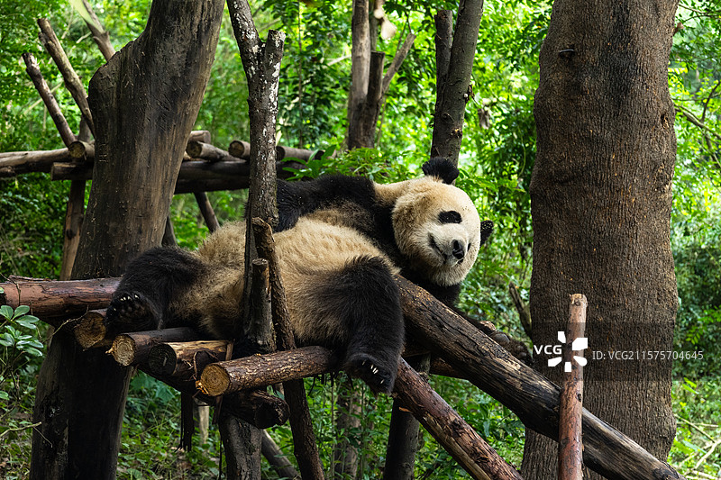 躺在木头架上的大熊猫图片素材