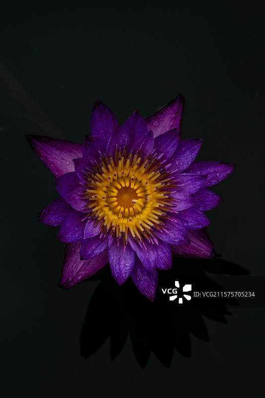 深圳洪湖公园的睡莲图片素材