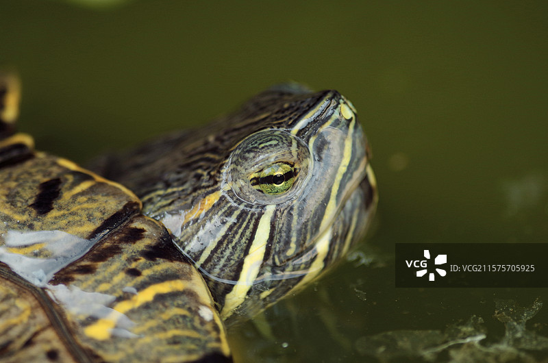 湖中乌龟的特写镜头，乌龟巴西龟，宠物动物野生野外，户外夏季，自然生态环境，特写微距图片素材