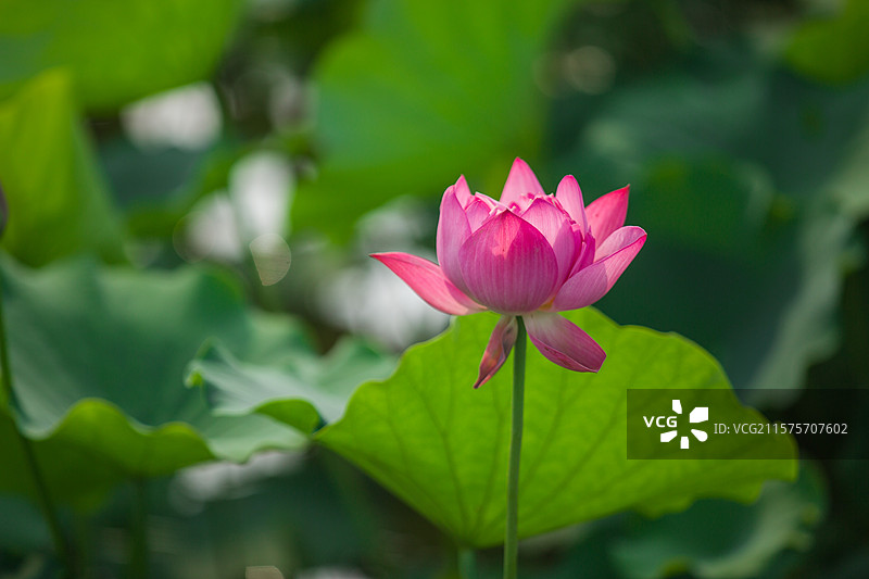 农业乡村田园风光民宿环境优美宁静公园旅游景区观赏荷花盛开夏天季节避暑大片荷塘莲花荷叶花卉花苞藕田荷香图片素材