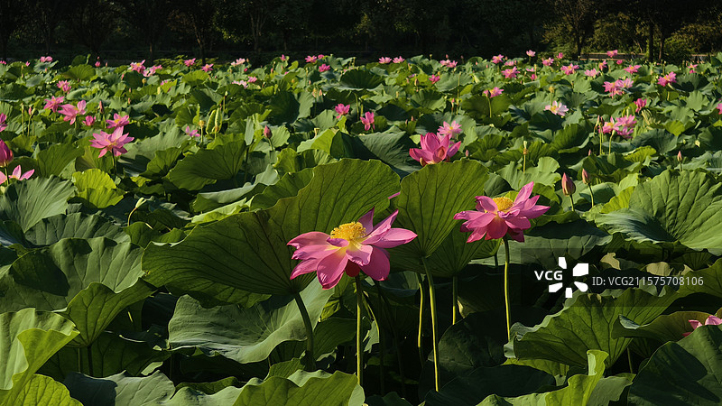 大通湖碧水连天荷花图片素材