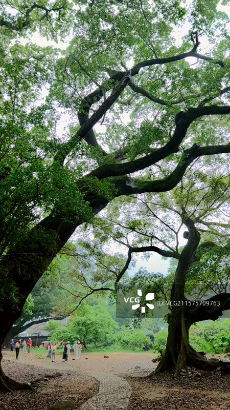 霞浦杨家溪榕枫公园图片素材