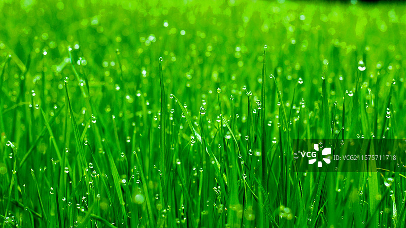 小草露水露珠草地绿色大自然水滴图片素材