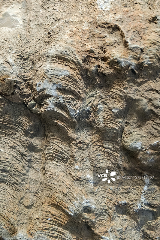 叠层石 国家自然博物馆图片素材