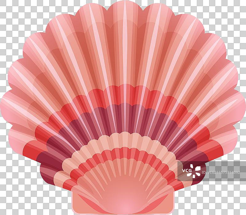 粉色扇形海贝壳图片素材