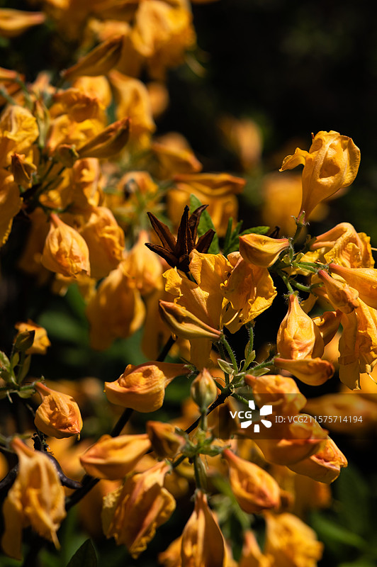 去了四五次的云漫湖小黄花图片素材