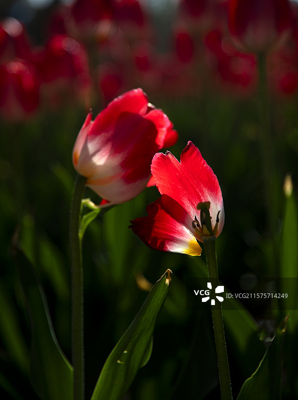 人民银行公园郁金香图片素材