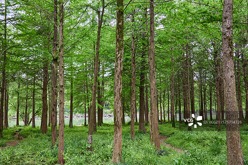 杭州西溪国家湿地公园初夏风光图片素材