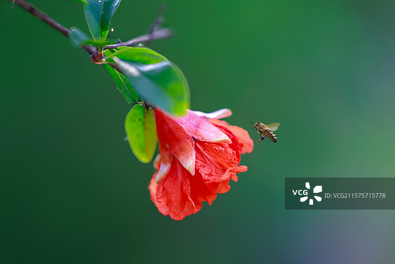 蜜蜂遇见石榴花图片素材
