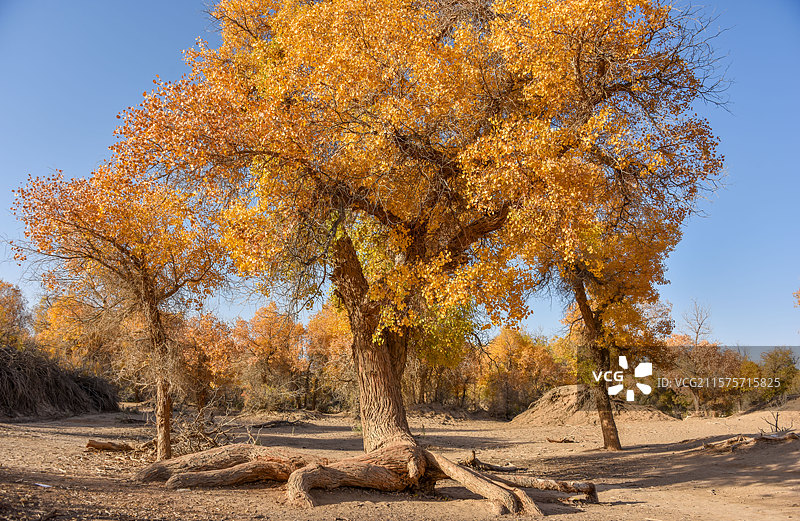 内蒙古阿拉善盟额济纳八道桥胡杨林图片素材