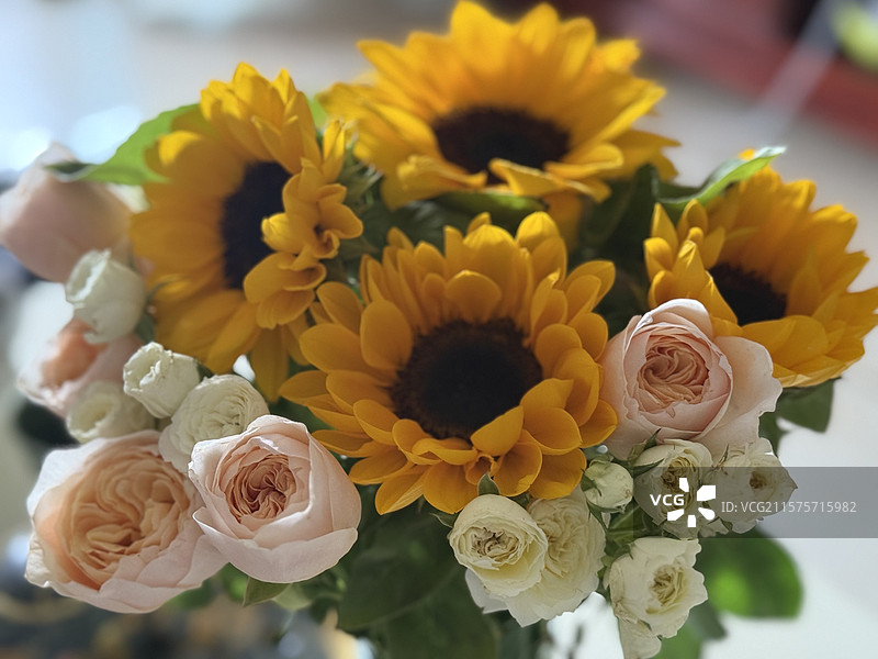 向日葵图片素材