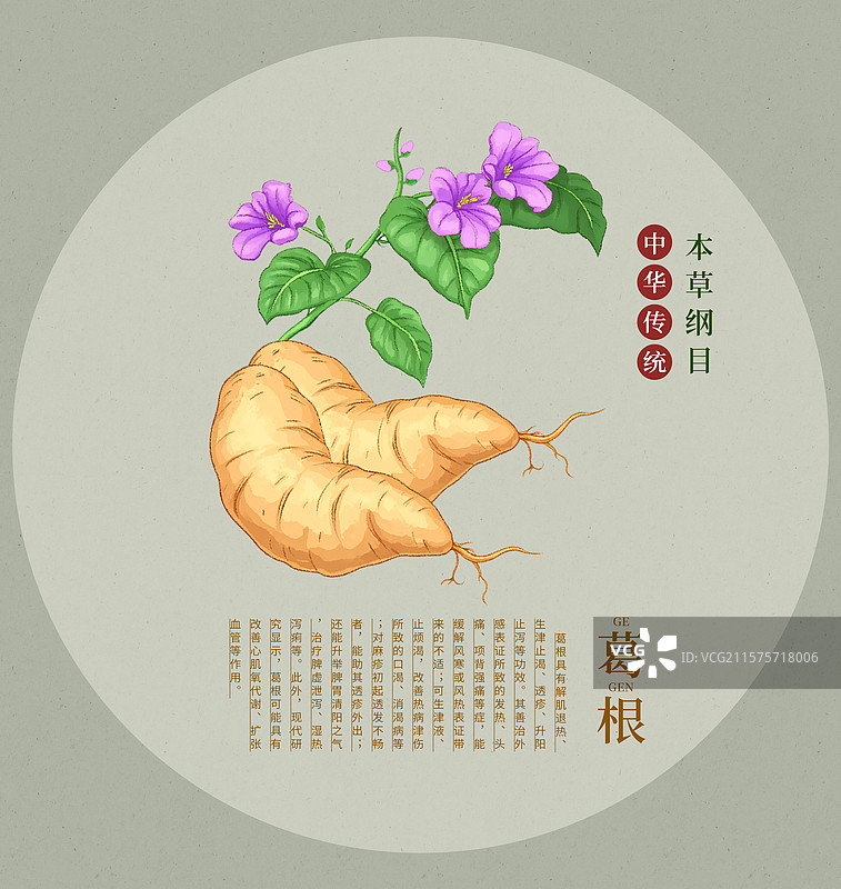 手绘水彩中药药材插画葛根图片素材