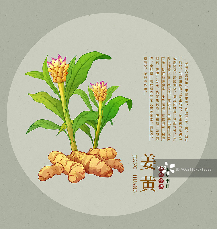 手绘水彩中药药材插画姜黄图片素材