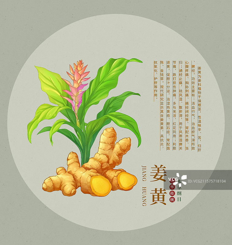 手绘水彩中药药材插画姜黄图片素材
